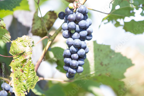 large bunch of ripe purple wine grapes hanging on a branch with green leaves and lit with the sunlight