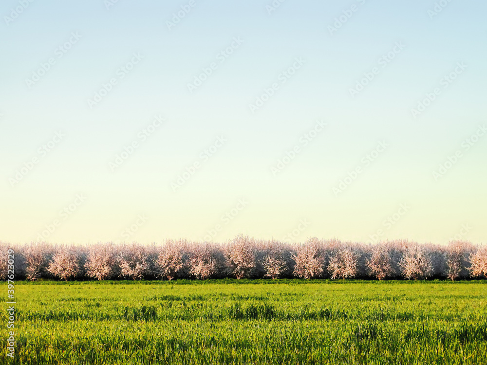 Blooming cherry orchard in the Sacramento Valley, California