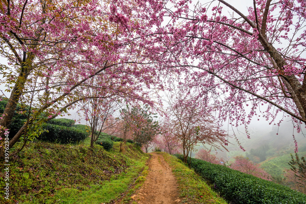 Beautiful cherry flowers bloom in tea hill in Sapa, Vietnam Beautiful cherry flowers bloom in tea hill in Sapa, Vietnam