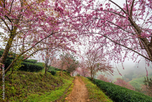 Beautiful cherry flowers bloom in tea hill in Sapa  Vietnam