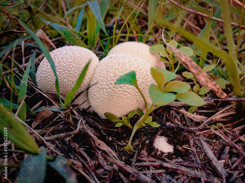 Three Puffball mushroom (Latin Lycoperdon) grow among the grass during the day. photo