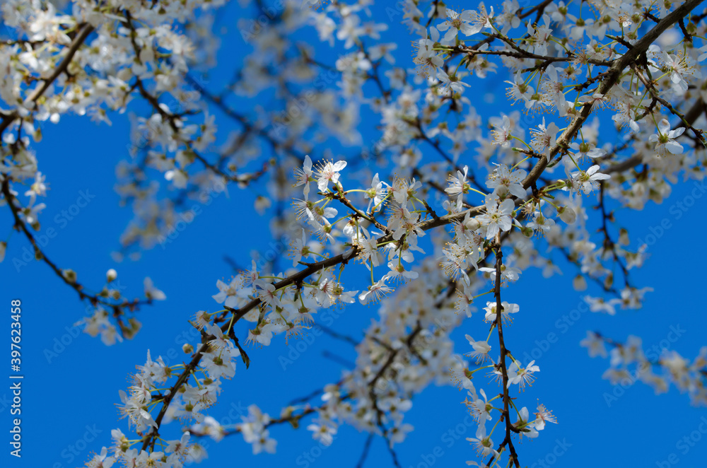 Hoffnung / Aufblühen / Zukunft - Wilde Kirschblüten an Zweigen vor einem blauen Himmel im Frühling. Hoffnung / Aufblühen / Zukunft - Wilde Kirschblüten an Zweigen vor einem blauen Himmel im Frühling.
