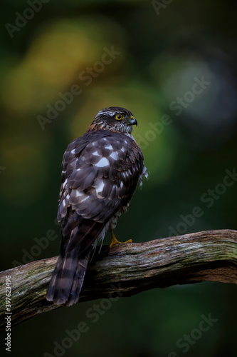 Eurasian Sparrow hawk (Accipiter nisus) sitting on a branch in the forest of Limburg in the Netherlands. Dark background