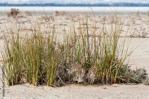 Fototapeta Naklejka Na Ścianę i Meble -  Wild grass on Limassol Salt Lake, Cyprus