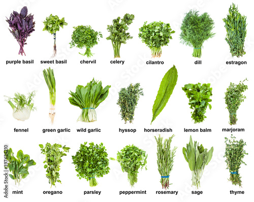 set of various culinary herbs with names (mint, oregano, basil, tarragon, rosemary, thyme, cilantro, parsley, dill, marjoram, chervil, hyssop, melissa, sage, etc ) isolated on white background