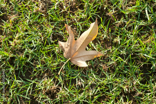 Dry maple leaf on green grass