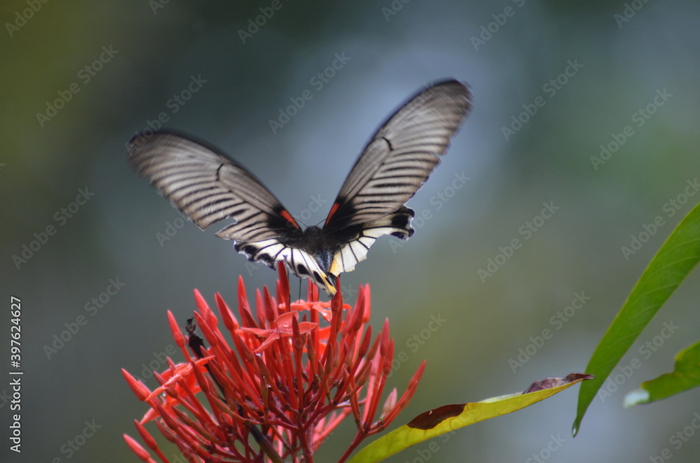 Fototapeta premium butterfly on flower