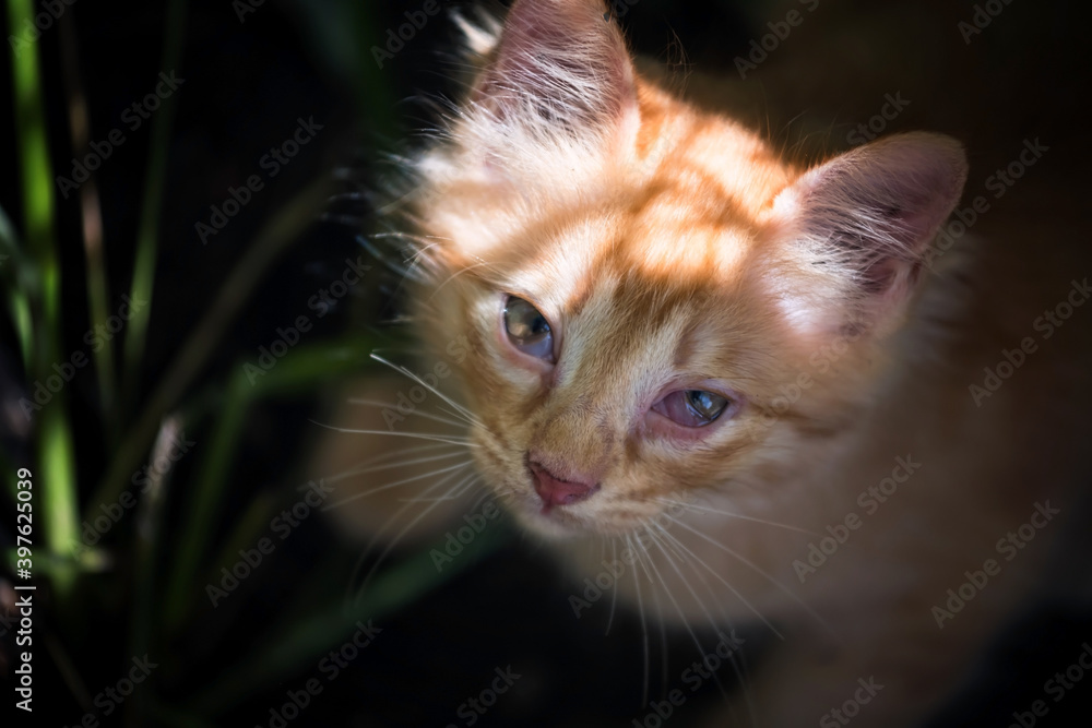 yellow ginger kitten by top view at grass field