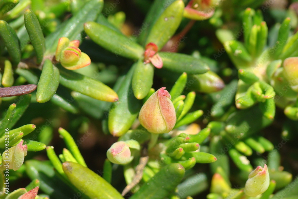 Plant (Halimium calycinum) Plant (Halimium calycinum)