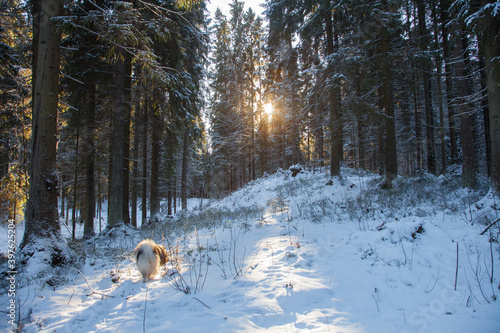 Dog walks through the snowy winter dense forest. The sun shines through the thick trunks of huge firs