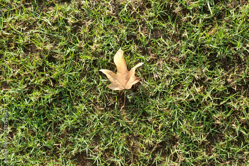 Green grass background with yellow maple leaf Green grass background with yellow maple leaf