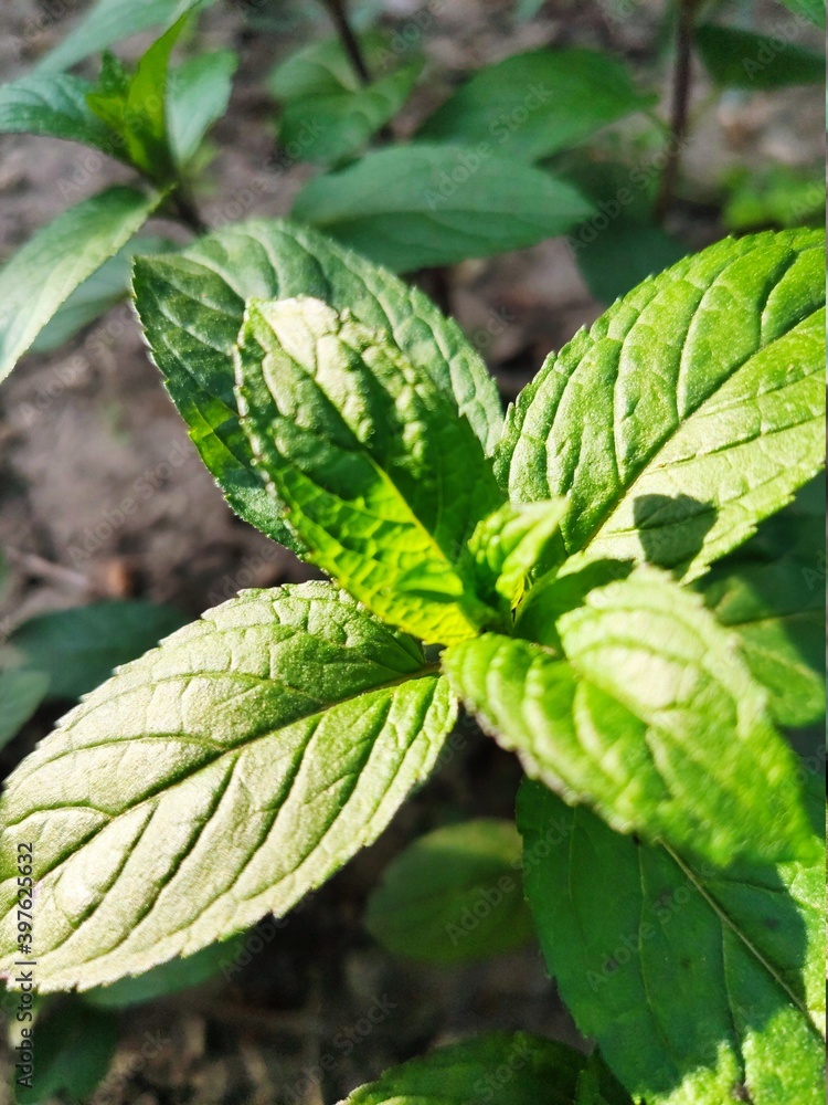 leaves leaves