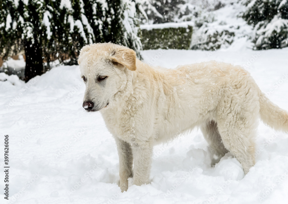 Fototapeta premium Cute white puppy dog in the snow under the snowfall..