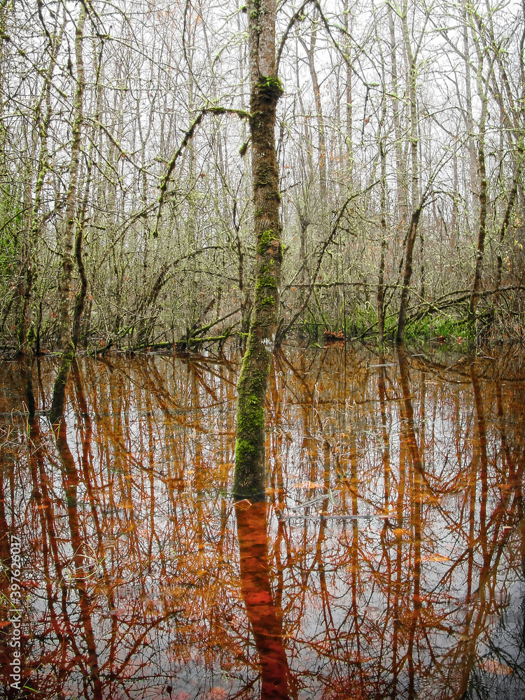 Autumn reflections in a pond alongside the Willamette River outside Eugene, Oregon Autumn reflections in a pond alongside the Willamette River outside Eugene, Oregon