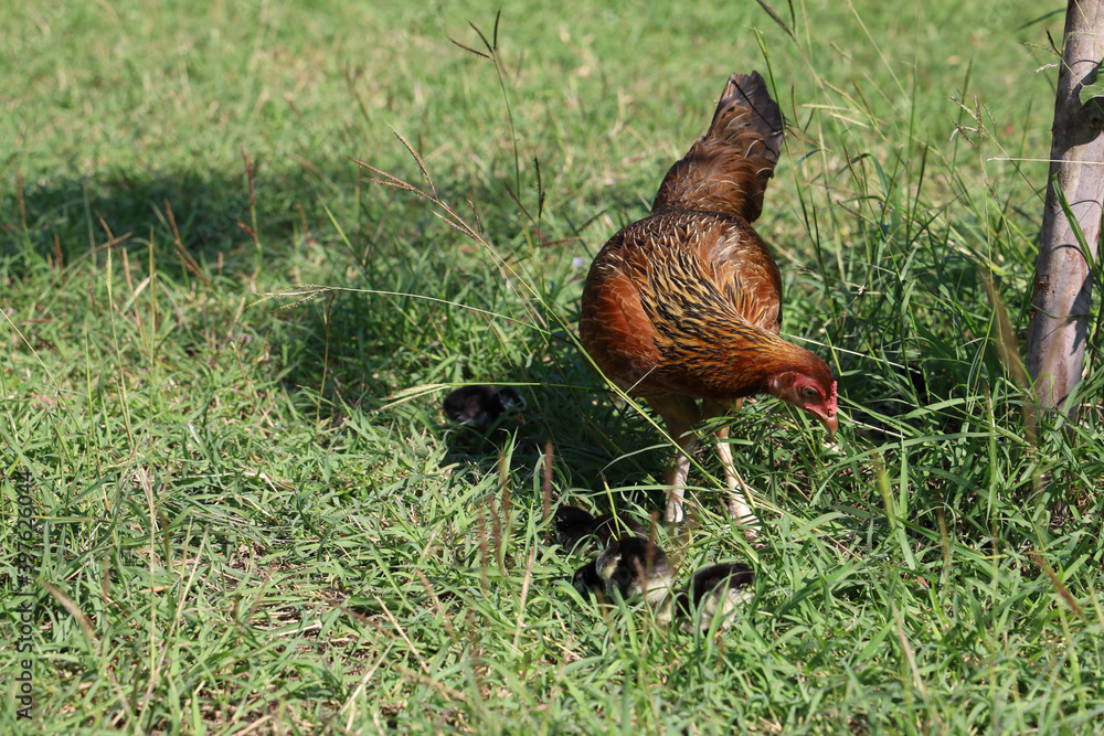 custom made wallpaper toronto digitalfighting cock hen and baby cock eat food in garden at thailand
