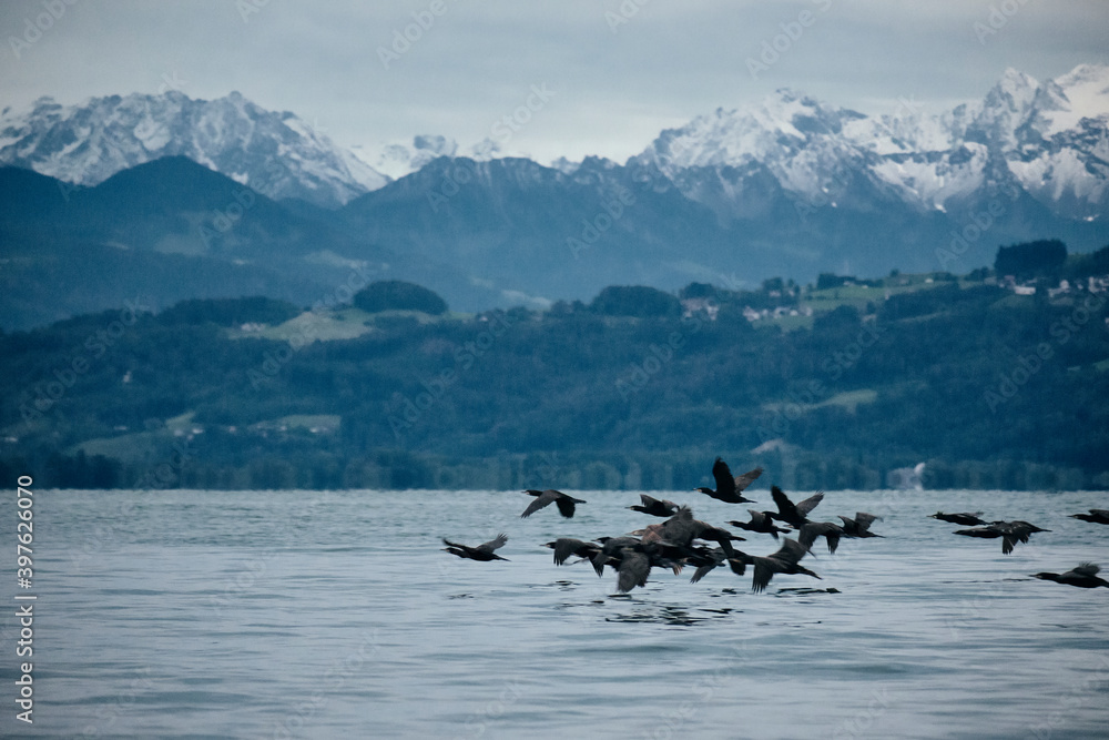 birds flying over the bodensee