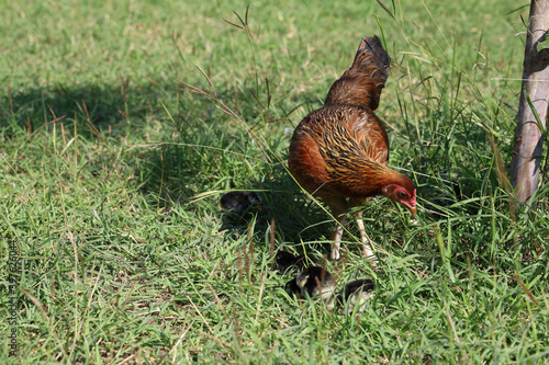 Wallpaper Mural fighting cock hen and baby cock eat food in garden at thailand Torontodigital.ca