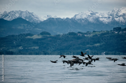 Canvas Print birds flying over the bodensee