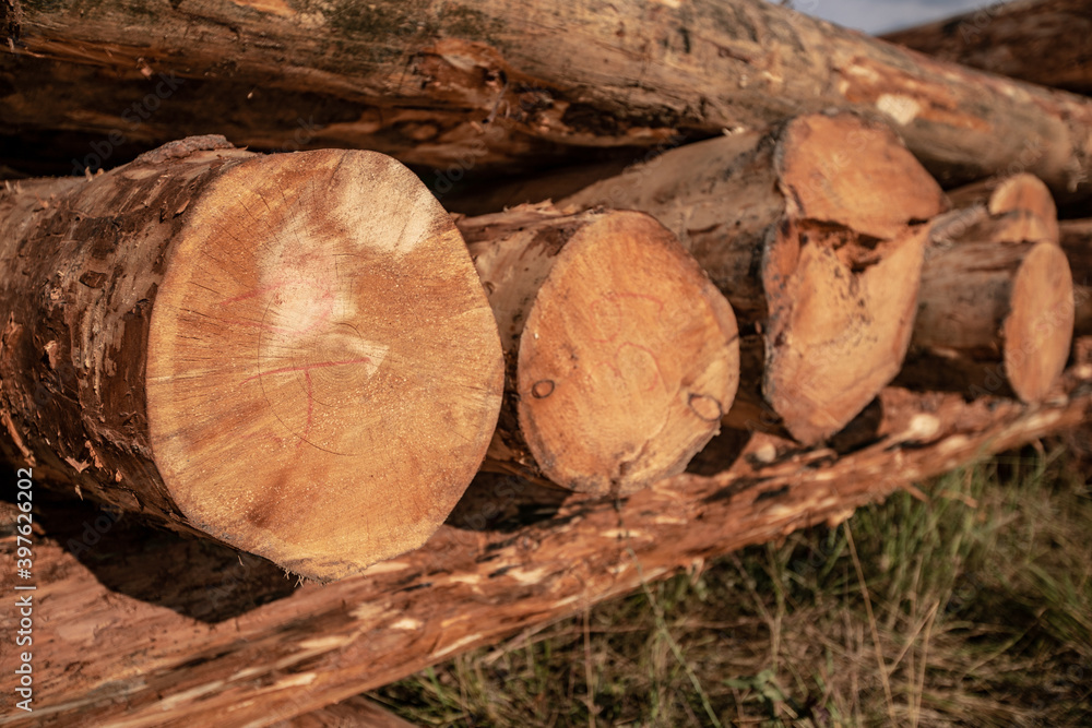 Large pieces of a tree trunk cut from the forest are lined up in a row. Textured surface with rings and cracks. Large pieces of a tree trunk cut from the forest are lined up in a row. Textured surface with rings and cracks.