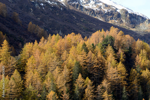 forêt de montagne colorée par l'automne