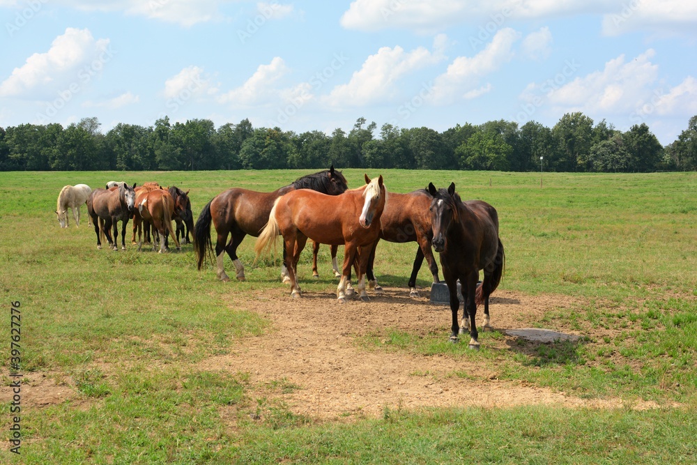 horses in the field horses in the field