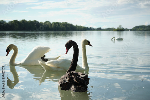 Fototapeta Naklejka Na Ścianę i Meble -  black swan and white swan together 1