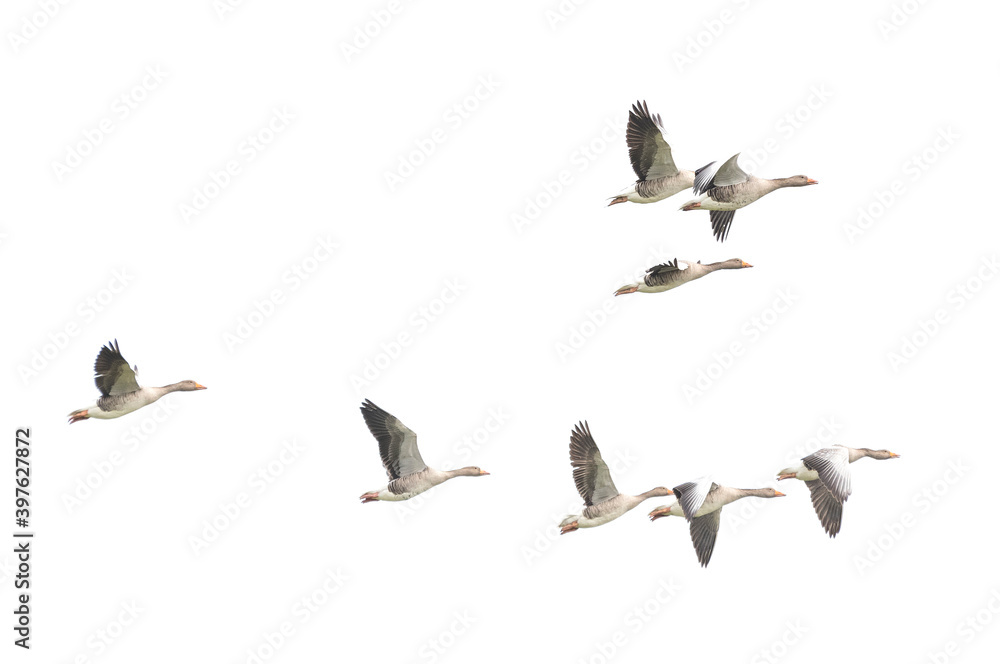 Obraz premium Wild Goose, Greylag Goose. Flying geese.