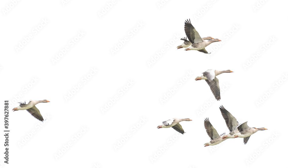 Obraz premium Wild Goose, Greylag Goose. Flying geese.