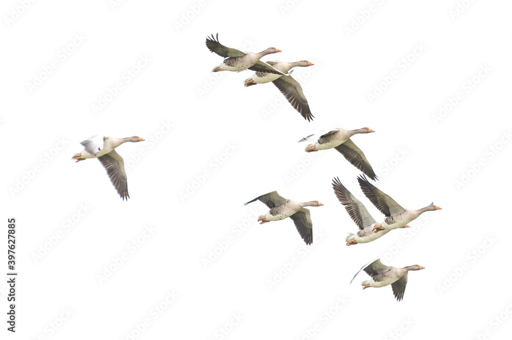 Obraz premium Wild Goose, Greylag Goose. Flying geese.
