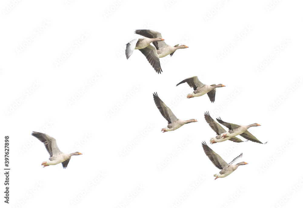 Fototapeta premium Wild Goose, Greylag Goose. Flying geese.