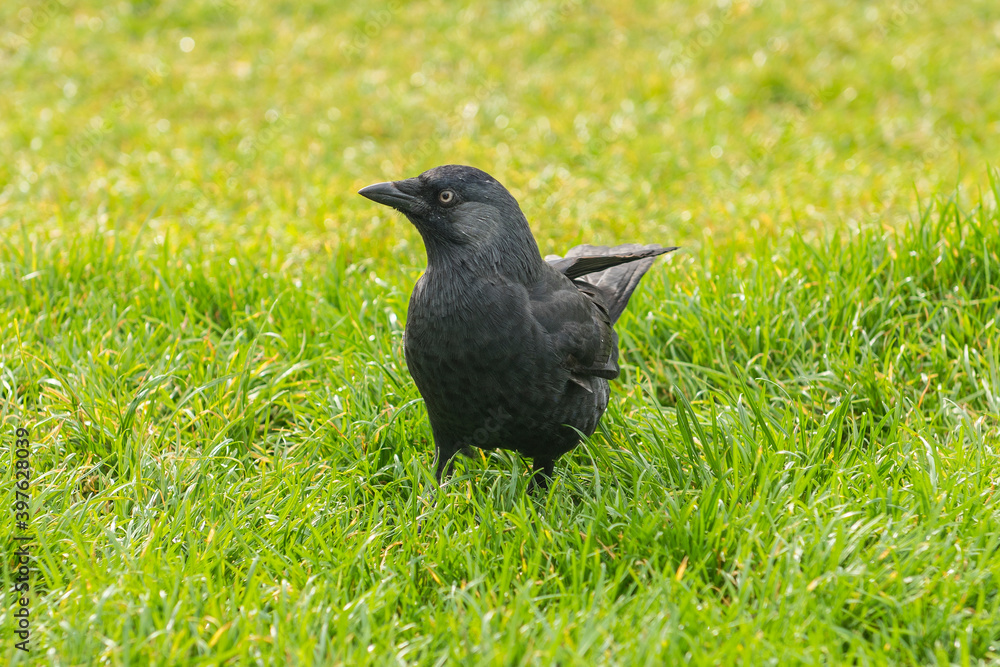 Beautiful black crow. Beautiful black crow.
