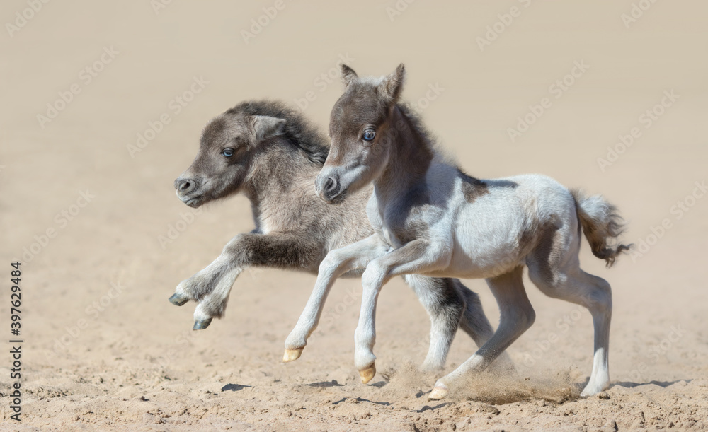 Fototapeta premium American miniature horse. Two newly born foals with blue eyes.