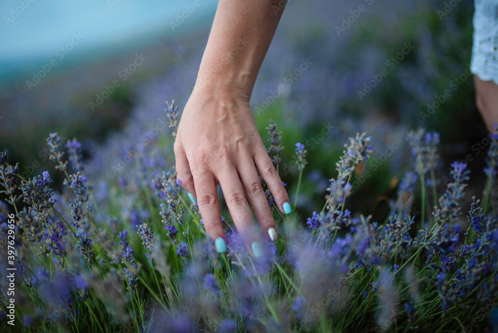 Naklejka premium hand in lavender