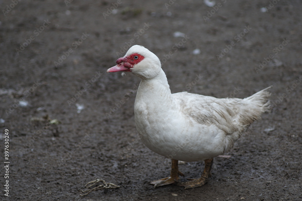 white duck in the park white duck in the park