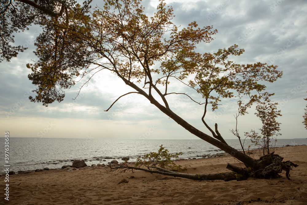 A tilted tree due to sandy soil and constant winds. Autumn morning on the sandy shore of the Gulf of Finland