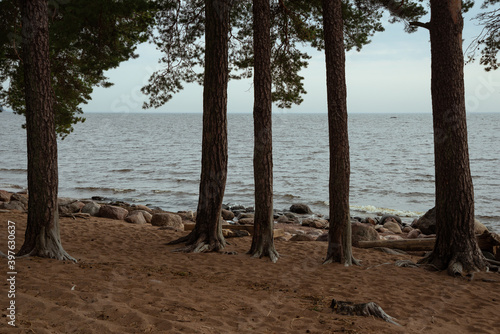 Five parallel pine trunks on a sandy beach against the background of the sea © Софья Угрик
