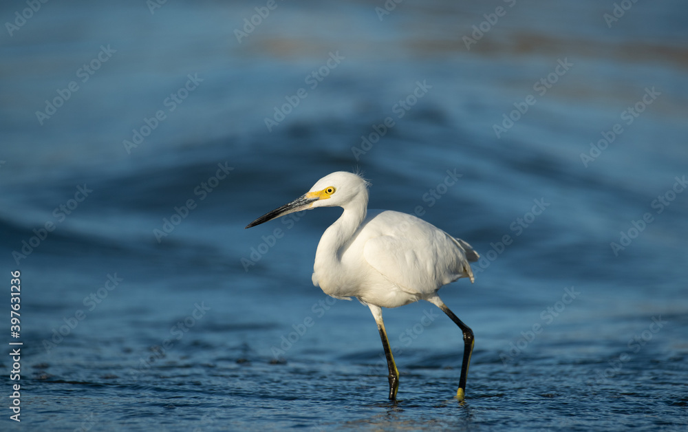 Snowy Egret looking for fish at the river Snowy Egret looking for fish at the river