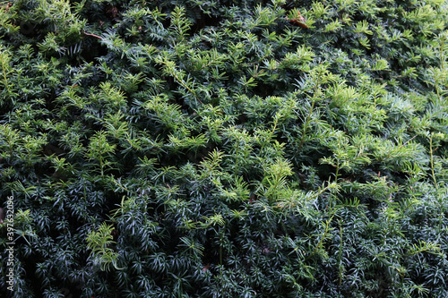 Green yew tree foliage background with leaves in various green shades photo