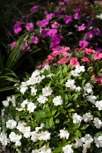 White Geranium flower on a sunny day