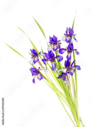 Purple irises on a white background. The view from the top. Holiday greeting card for Valentine's Day, women's day, mother's Day, Easter!