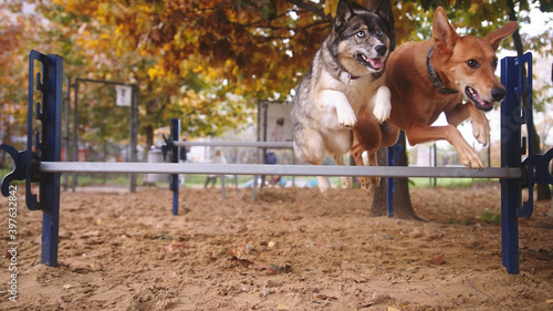 West siberian laika and mixed chart dog training. Jumping over the agility hurdle. High quality photo photo