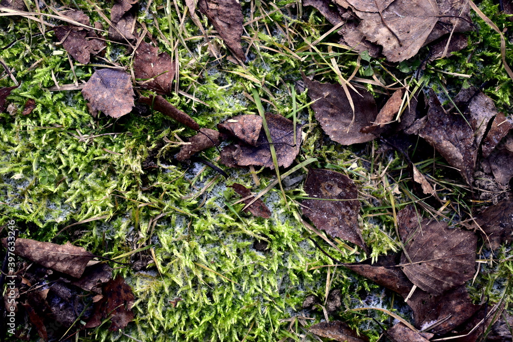 fallen leaves in frozen moss fallen leaves in frozen moss