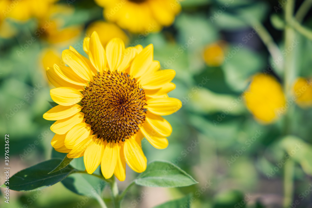 Beautiful sunflower in a garden. Beautiful sunflower in a garden.