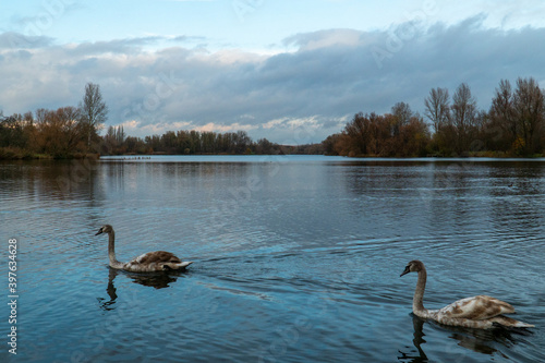 2 Teenage swan cyngus swimming on the lake young bird peacefully photo