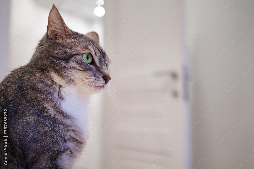 Portrait of a domestic cat in a bedroom with a door, close-up of a pet head
