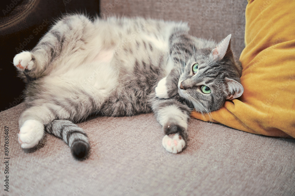 Fat pet with a big belly lies on its back, a pregnant cat