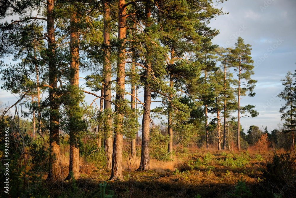 Fototapeta premium Beautiful winter evening light as the sunset over Blackheath Common in Surrey, UK