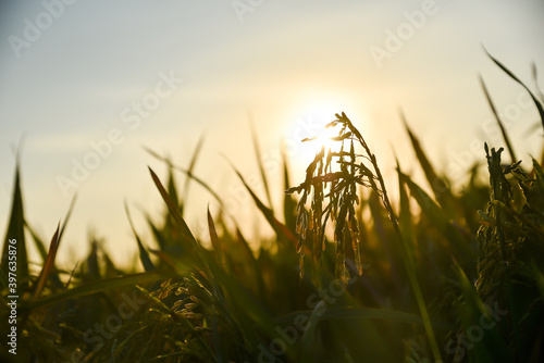 rice field in Beautiful sunrise ready-to-harvest ears of rice, paddy rice in field is nature food background