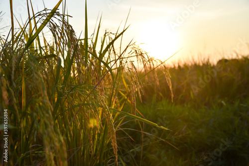 rice field in Beautiful sunrise ready-to-harvest ears of rice, paddy rice in field is nature food background