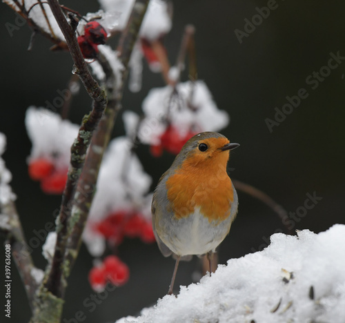 Rotkehlchen auf Schnee